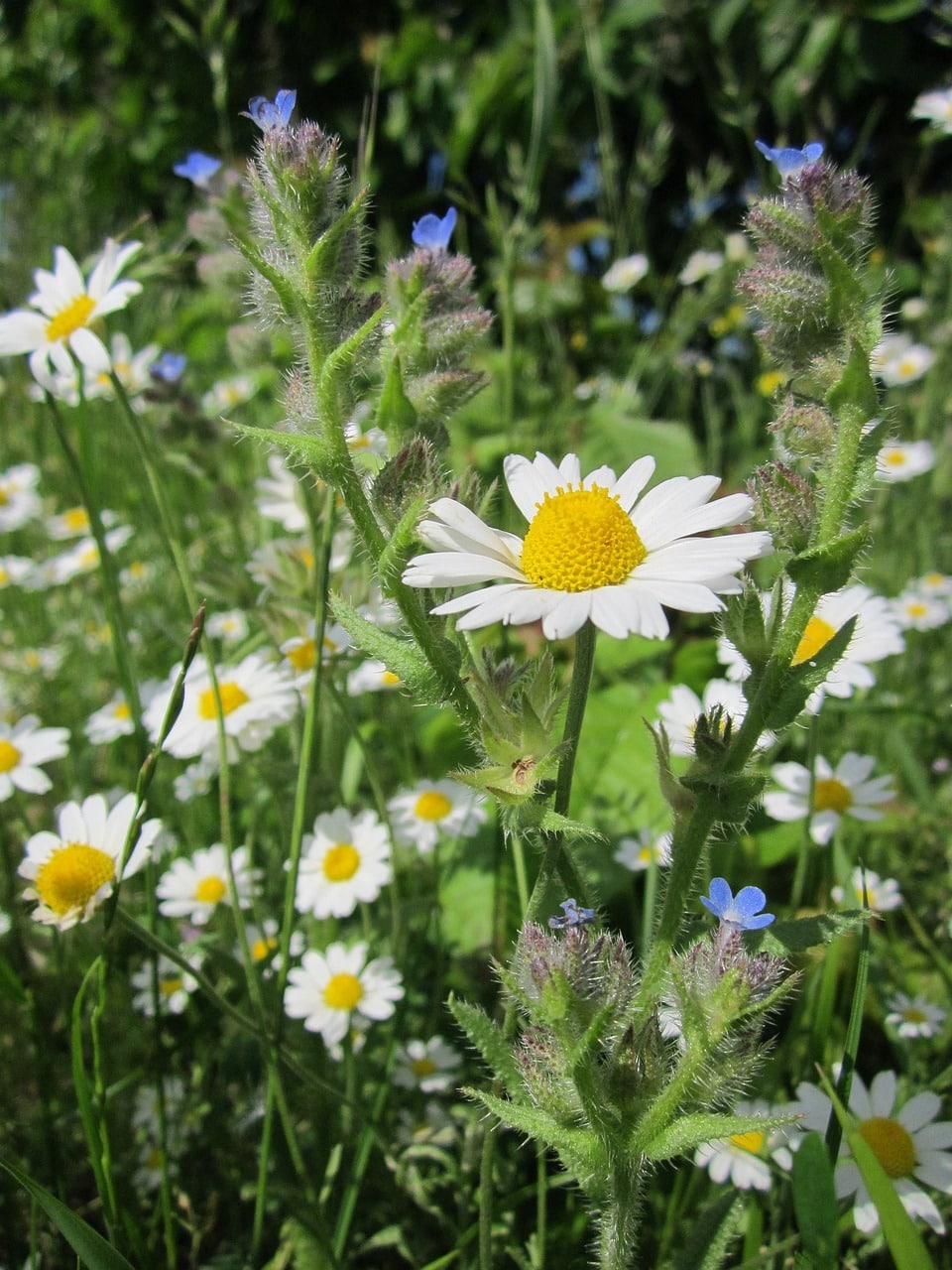 anthemis arvensis, corn chamomile, mayweed-846599.jpg