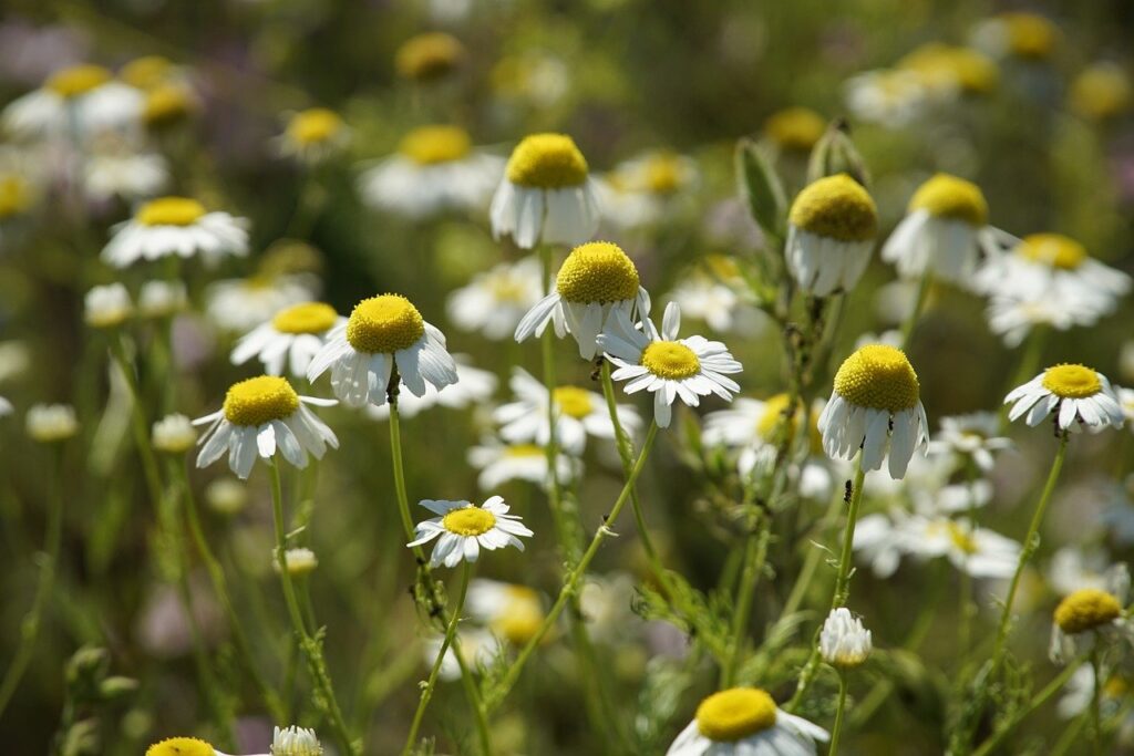 mayweed, flowers, flower background-8120555.jpg